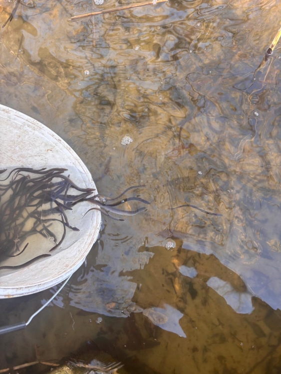 Zarybienie węgorzem - 09.04.2026 roku