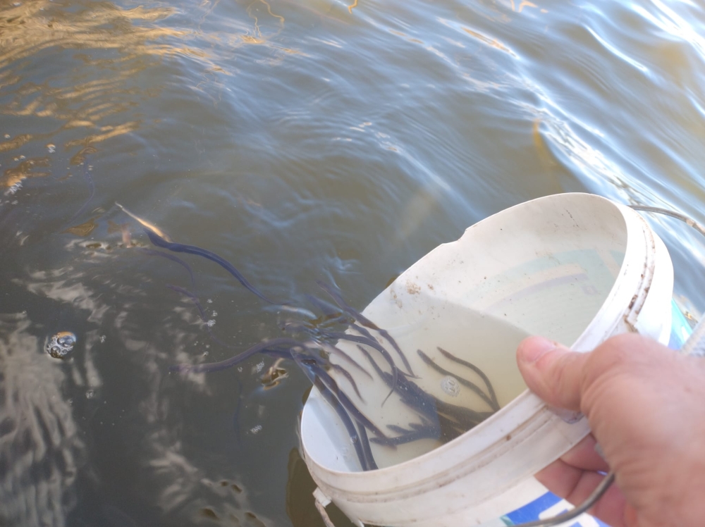 Węgorz europejski – tajemniczy mieszkaniec naszych wód